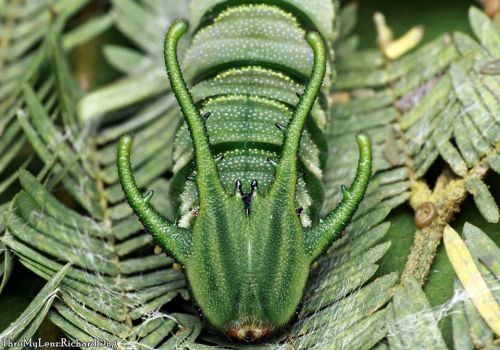 cawareyoudoin: onenicebugperday:Plain nawab butterfly caterpillar, chrysalis, and adult Polyura hebe