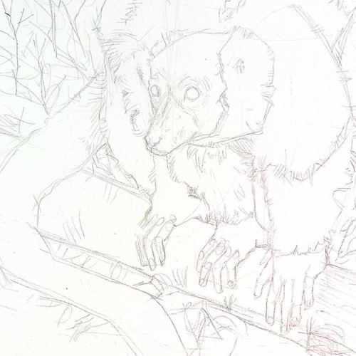 Sketch of a #ruffedlemur . . . . . #lemur #madagascar #wildanimals #nature #illustration #art #anima