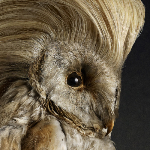 devidsketchbook:  COIFFURE LE BIRD BY SOUVEREIN Souverein (tumblr / facebook)  - “Free work done by the photographer Rene Mesman. They are a series of bird portraits done together with a hairstylist and an art-director. It was also shown in Volkskrant