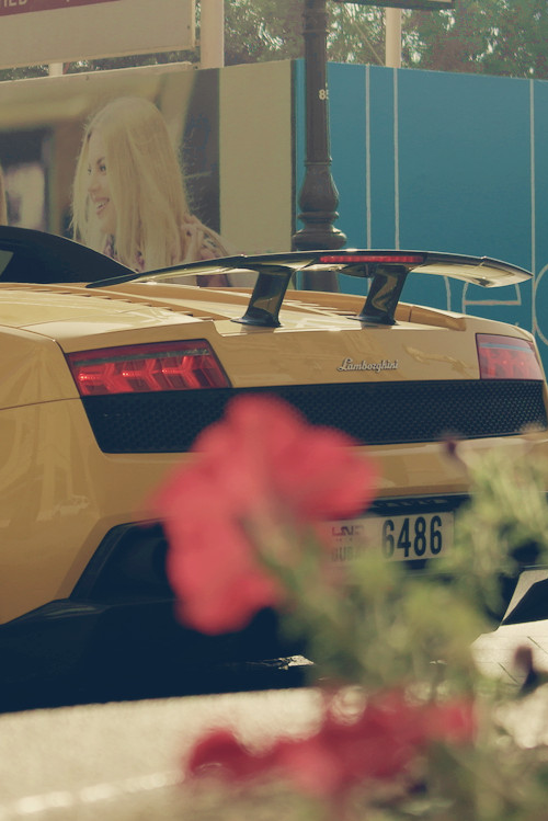 d0minus:  Petals & A Bull via 