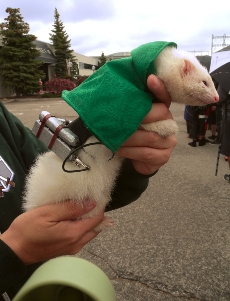 sylphofsketch:  Ferrets dressed up as Survey Corps members Seen at Anime North!!!!If