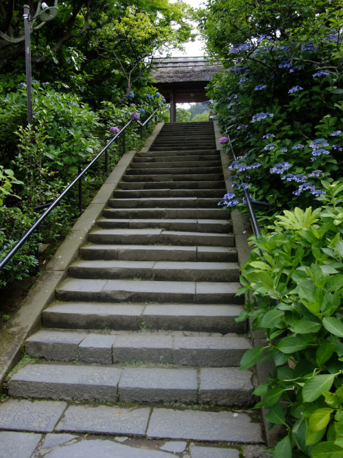 Green atmosphere(7) Steps to entrance of the Temple.Tokeiji TempleKamakura, JapanBy : Bun Oshita