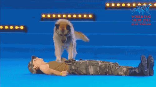 gifsboom: Video: Military dog gives CPR to trainer 