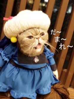 ghibli-collector: Halloween costume contest at a cat cafe in Tokyo 