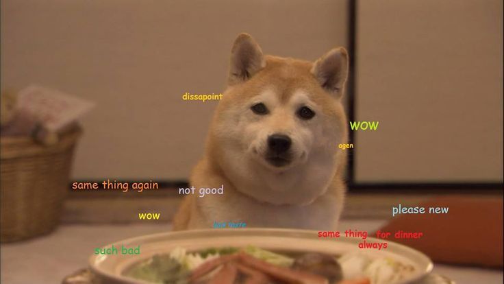 World Of Doge