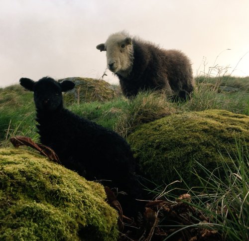 pagewoman: Herdwick Ewe and Lamb by James Rebanks 