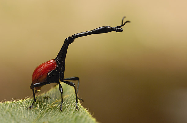 coolthingoftheday:  TOP TEN COOLEST BEETLES 1. Golden tortoise shell beetle 2. Giraffe
