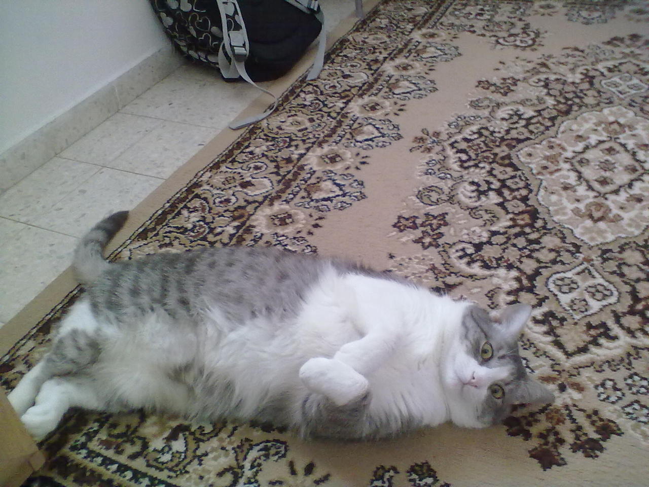 Cat Area