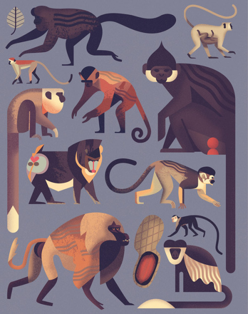 theolduvaigorge: Mad About Monkeys: A Loving Illustrated Encyclopedia of Weird and Wonderful Kindred