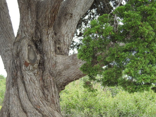 Knotty tree.