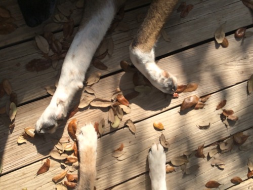 Duey and Jack paws, sun, leaves, deck.