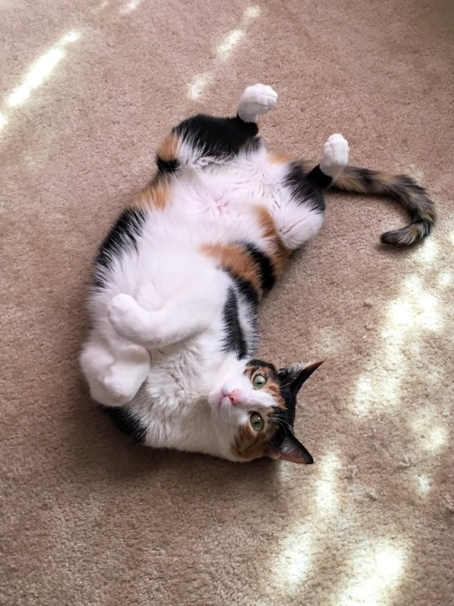 destinationtoast: In the mornings, Bennet has been taunting me with her adorable fluffy tummy. (She 