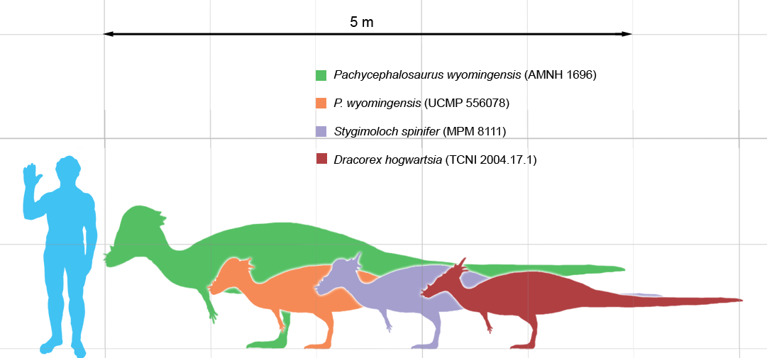 A Dinosaur A Day — Pachycephalosaurus wyomingensis