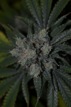 incredible-kush:  birds eye view of some