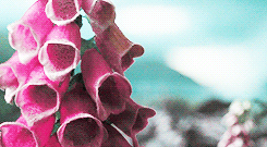 halesmartin:  harry potter + pink