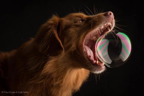 Porn thefrogman:  Dogs & Bubbles by Paul Croes photos