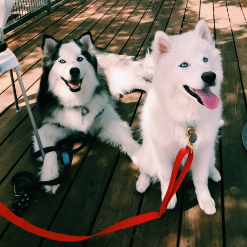 brookbooh:I’m a Siberian Husky pup who lives in Austin Texas with my little sister, Luna. I love pla