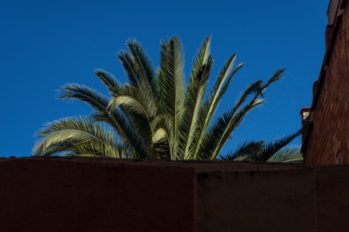 Hidden palmCarrer de Sant Salvador - Barcelona © 2020 Oscar Alcañiz