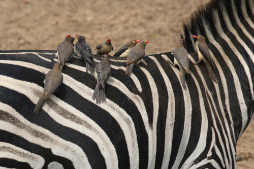 Red-billed Oxpecker on zebra