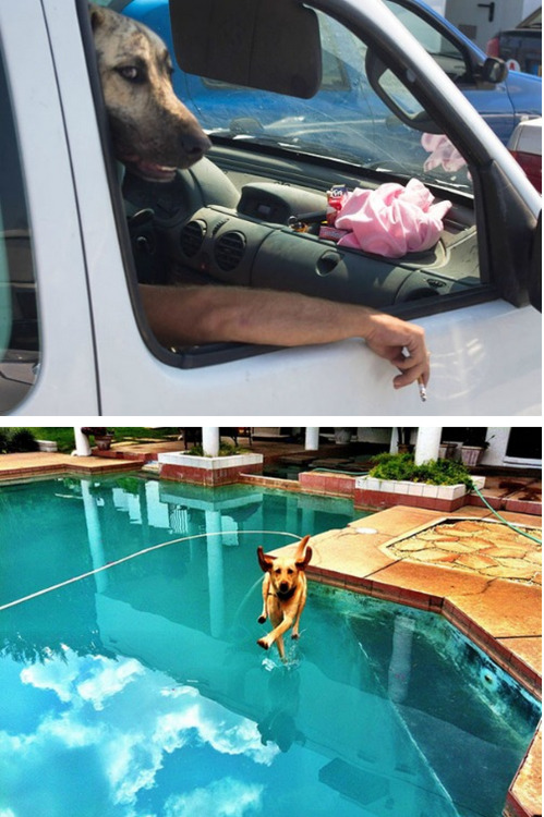 tastefullyoffensive:Perfectly Timed Dog Photos [boredpanda]Previously: Before and After Pictures of 