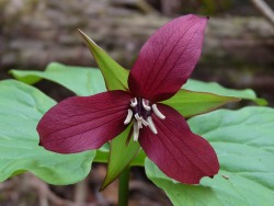 brentcasey:  Trillium 