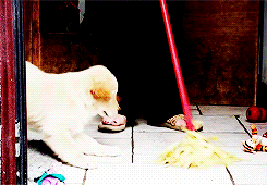 dailyanimals:[x]