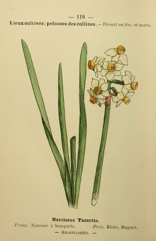 🌼 Flore Coloriée De Poche Du Littoral Méditerranéen De Gênes à Barcelone Y Compris La Corse Paris,