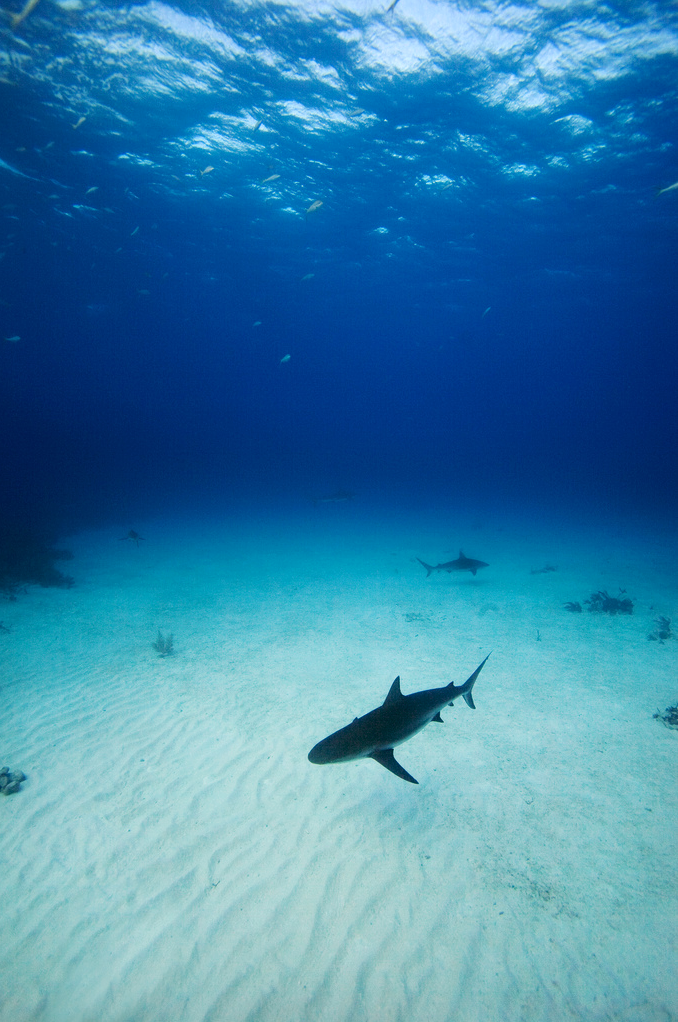 thelovelyseas:  Caribbean Reef Sharks - New Providence, Bahamas by  James Scott