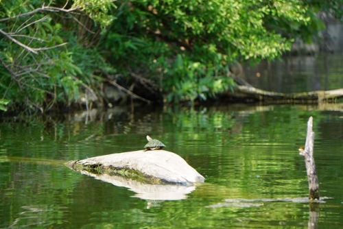 I took my zoom lens out kayaking this week. I need more practice shooting with it, but I was pretty 