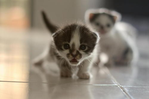 (via Izzul Rosli) [the more I look at this photo, i am distracted by the evil clown kitten in the ba