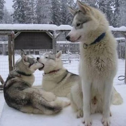 “Come with us, they said. It will be fun, they said.” It sucks to be a third wheel. 