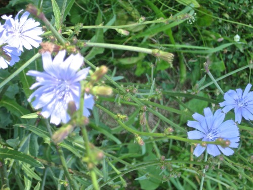 Usually wild chicory is blue, but it comes in three colours, and this year I’ve seen them all 
