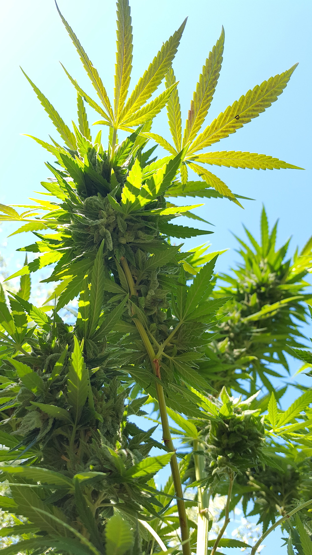 dabakin-cloudblower:  One of the ladies in the garden🌱💚