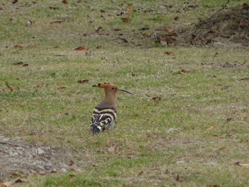  Yesterday’s guest on my doorstep and today’s urban walk after work. Shanghai turned ove