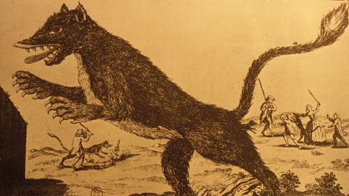 cryptid-quest:Cryptid of the Day: Beast of Gevaudan Description: The Beast of Gevaudan was a massive