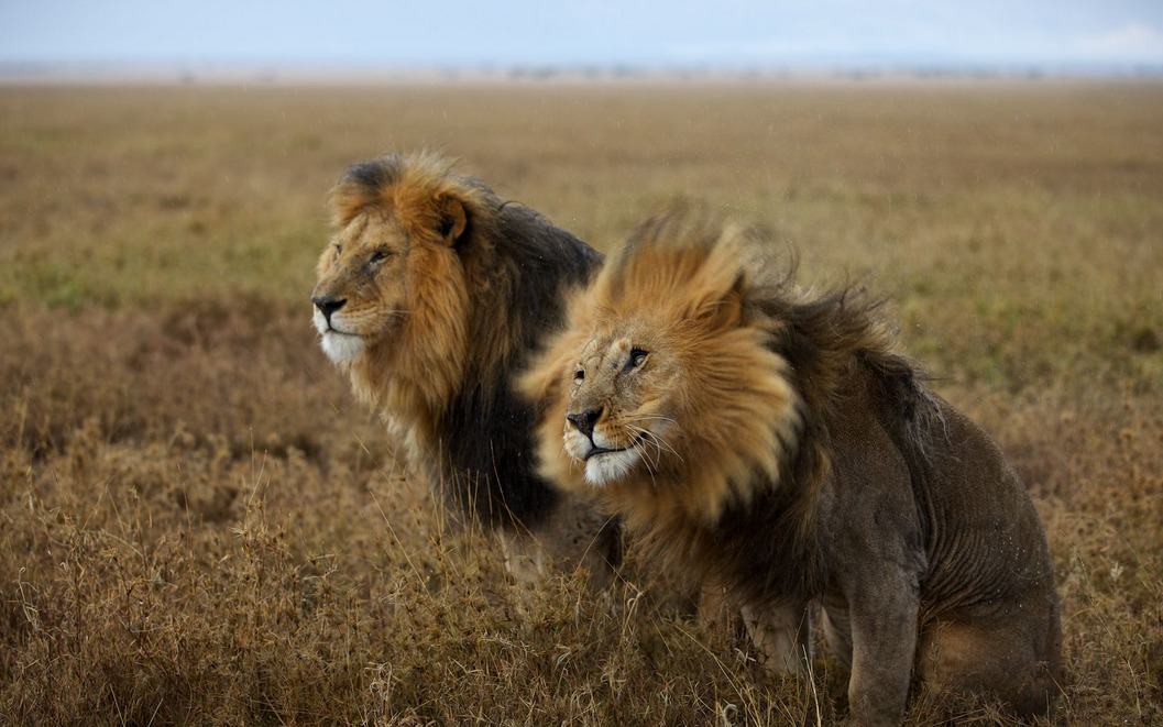 wolverxne:  Coalition  A lone male lion rarely makes it on his own. To survive—and