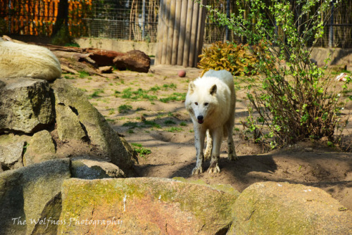 thewolfnessphotography: Arctic Wolves in Berlin Zoo