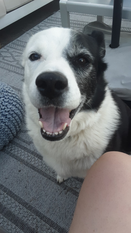 Cutest Dog Ever Confirmed!??