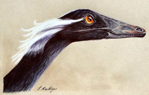 paleoillustration:Troodon, Saurornithoides and Jinfengopteryx by Linda Krattiger | DeviantArt | Face