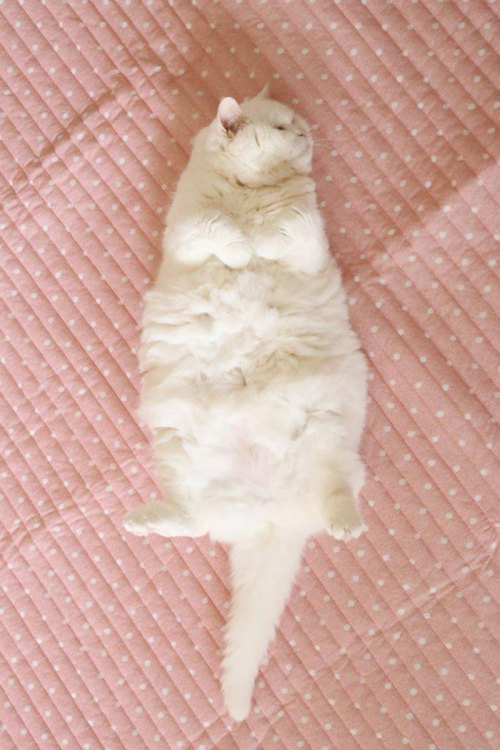 trophywreck: boredpanda: This 17-Year-Old Cat Is The Laziest Internet Star In Japan @strawberrymilk9