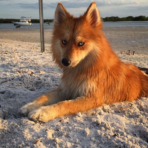 mitzusart: thisblogiscompletelypointless: awesome-picz: Meet Fox Dog, A Pomeranian-Husky Mix Who Is 