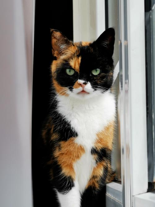 supermodelcats: I think this picture of my cat might fit here. I don’t know what you did, but you di