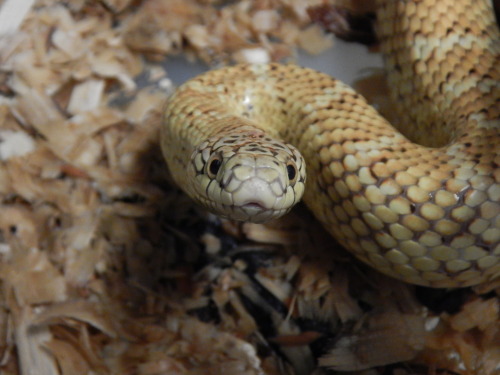 repti-world:This is an ADORABLE Hypo Florida Kingsnake at the reptile rescue I volunteer at! :)