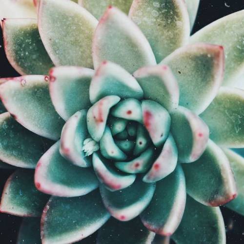 This beauty has grown so much  - - #plants #succulove #succulents #succulent #igersportugal #igers #