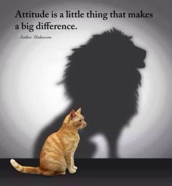 hackingvitality:  What is you Attitude?https://buff.ly/2pajIvY