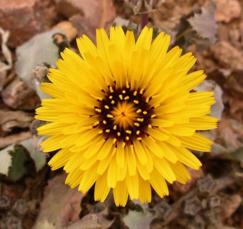 Flora Of Somalia: Picridium Tingitanum