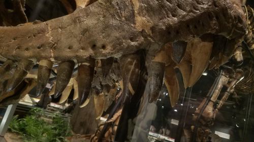 Theropod Smile.A close up of the foramina lining the skull around the teeth of a T. rex and Allosaur