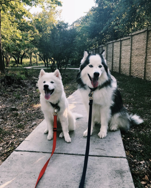brookbooh:I’m a Siberian Husky pup who lives in Austin Texas with my little sister, Luna. I love pla