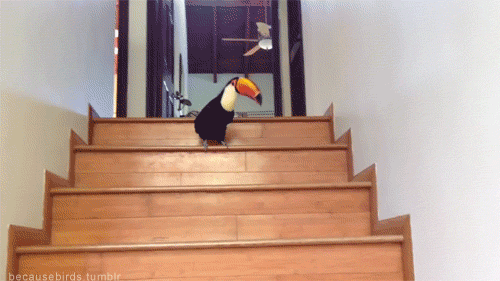 squiggly-squigs: OKAY SO I WAS BORED AND THEN I REALIZED I HAVE A BUNCH OF BIRB GIFS SAVED SO ENJOY 