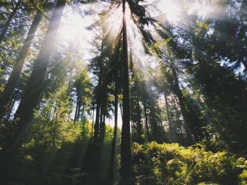 dpcphotography:  Rays for days 